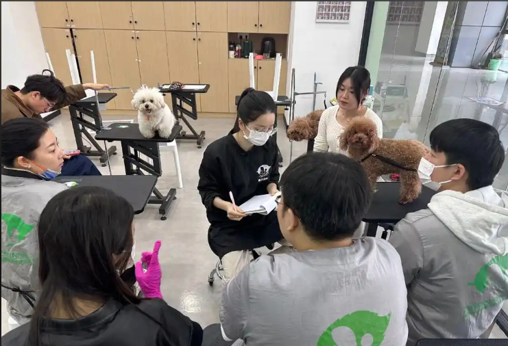 漯河市宠物美容培训宠物美容培训学校 - 一站式服务